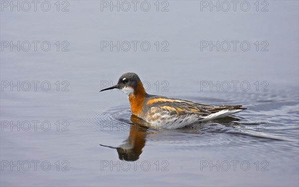 Red-necked phalarope