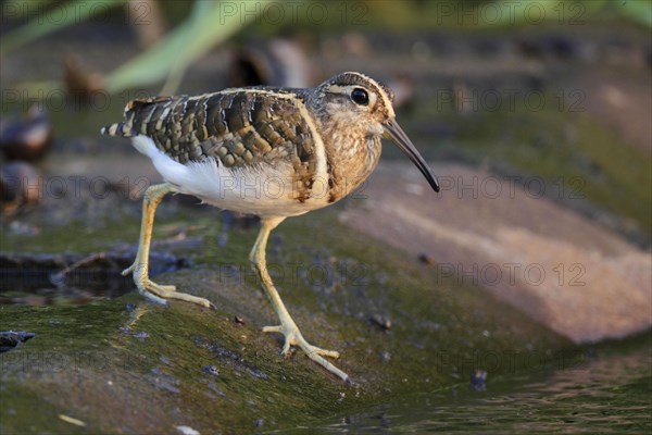 Rostratula greater painted-snipe