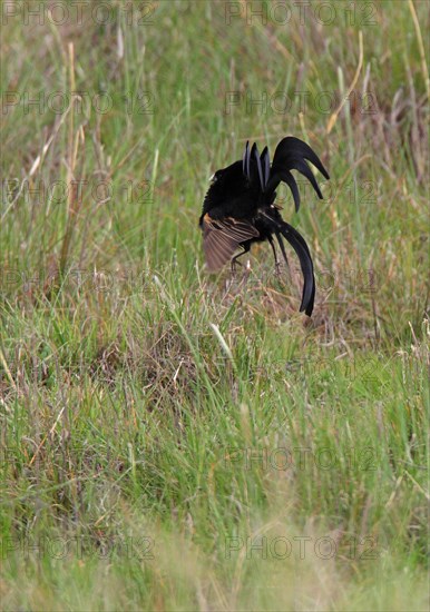 Jackson's Widowbird