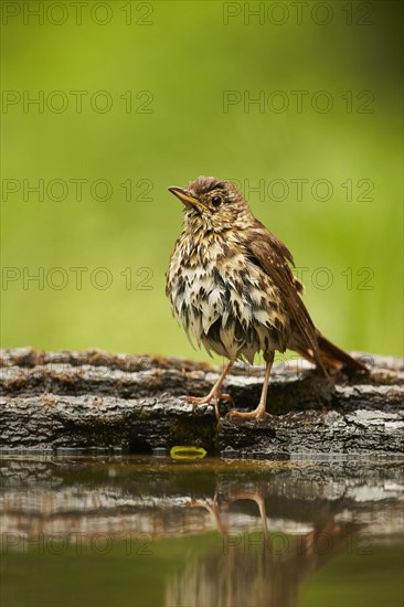 Song thrush