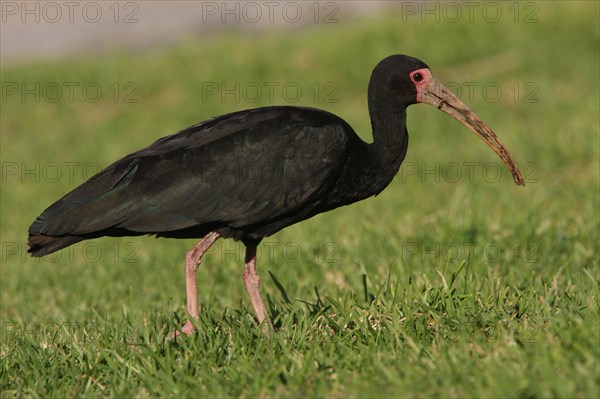 Bare-faced Ibis