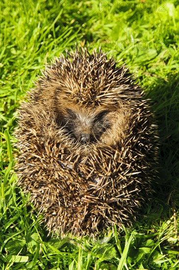 European Hedgehog