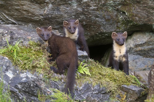 Pine Marten