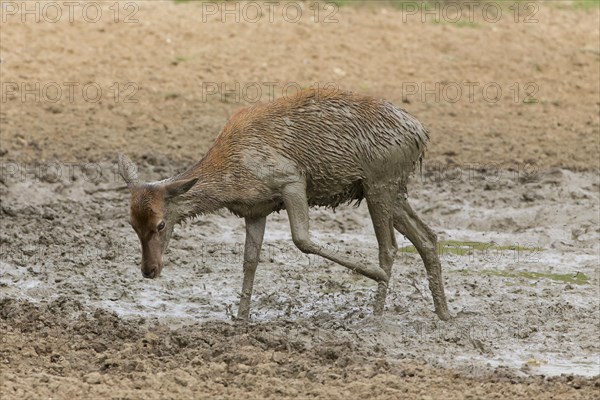 Red Deer