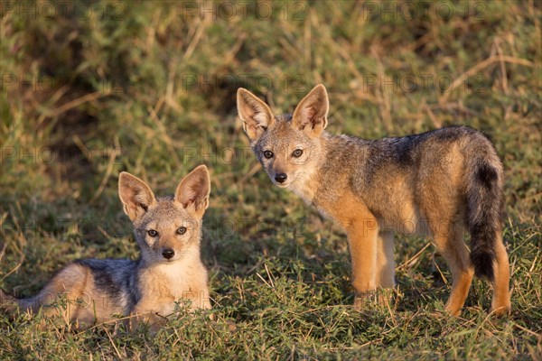 Black-backed jackals