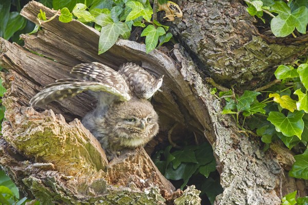 Little Owl