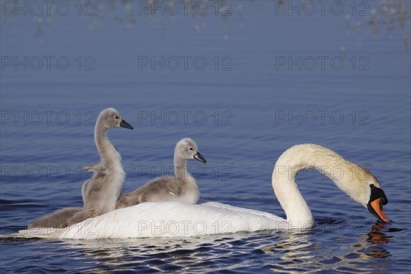 Mute Swan