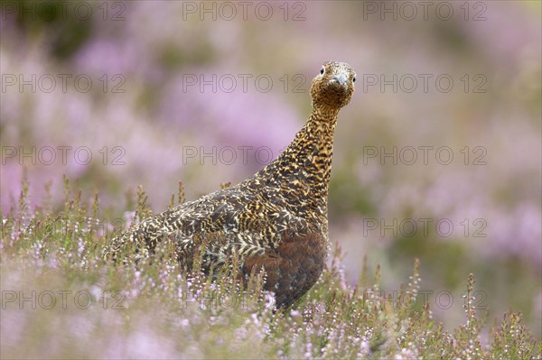 Red Grouse