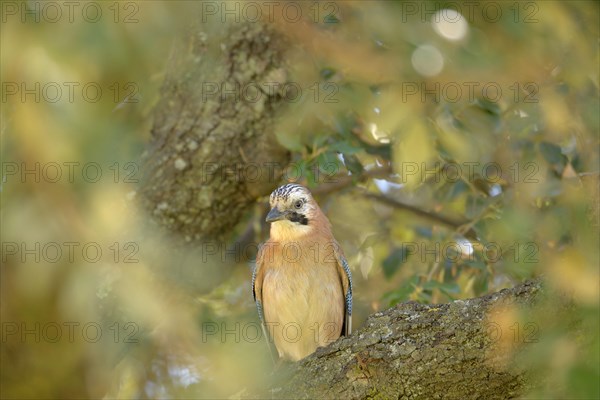 Eurasian Jay