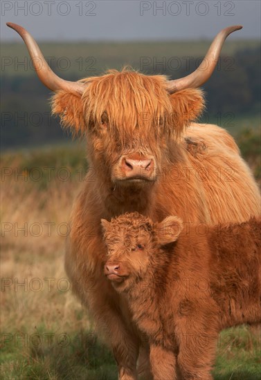 Highland Cattle