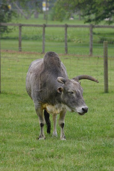 Dwarf Zebu