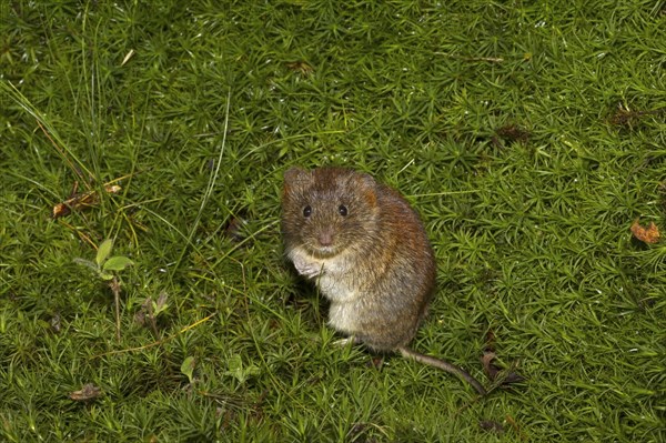 Bank bank vole