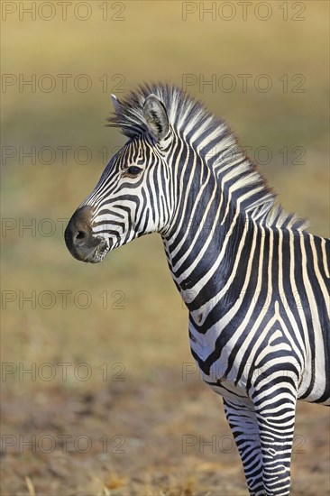 Crawshay's Zebra