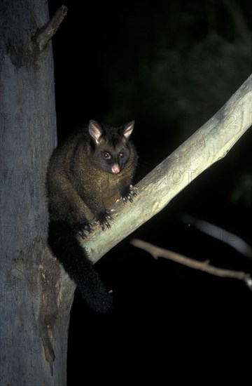 Common common brushtail possum