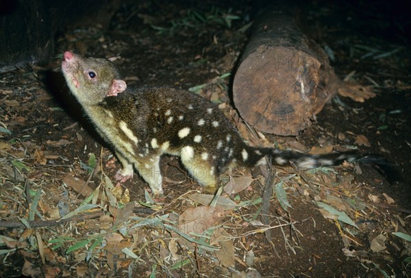 Giant marsupial