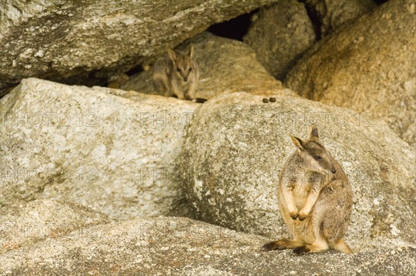 Queensland Rock Kangaroo