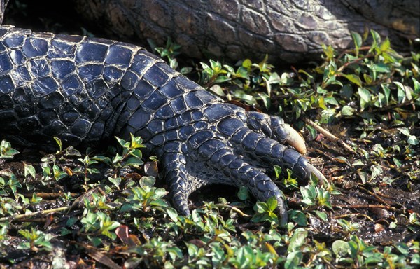 American american alligator