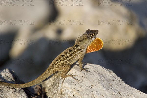 Brown anole