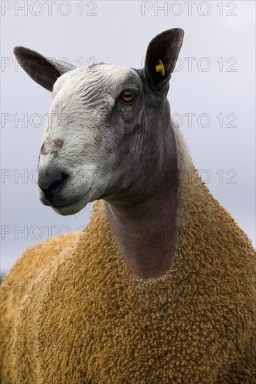 Domestic Sheep