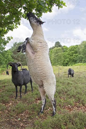 Domestic Sheep