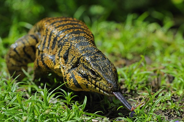 Golden Tegu