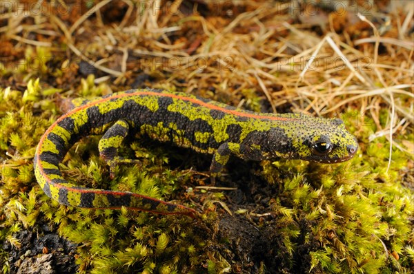 Marbled Newt