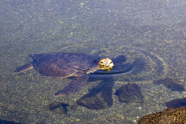 Chelonia mydas agassizi