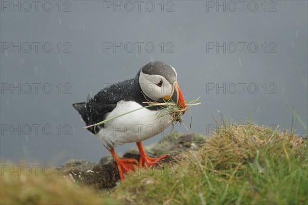 Puffin