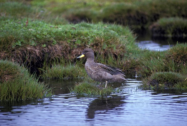 South American Teal