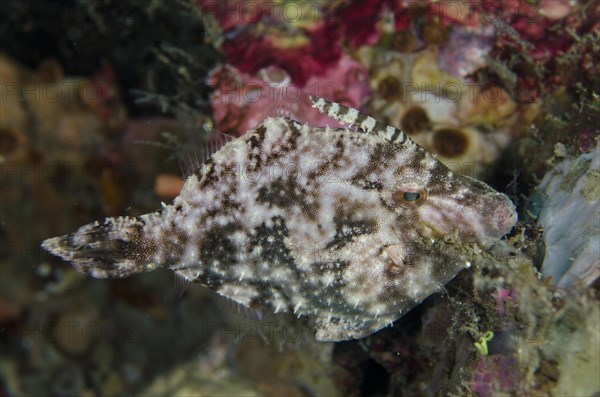 Seagrass Filefish