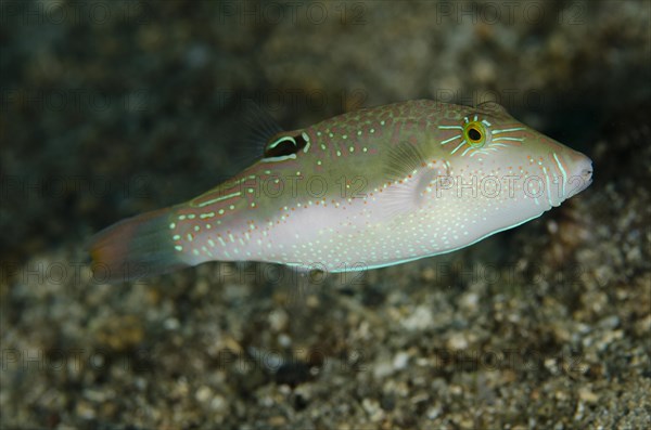 Benetts Pufferfish