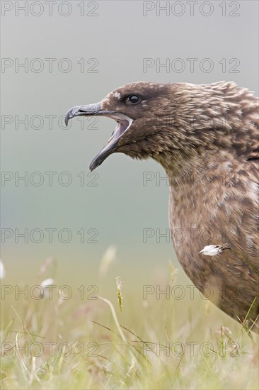 Great Skua