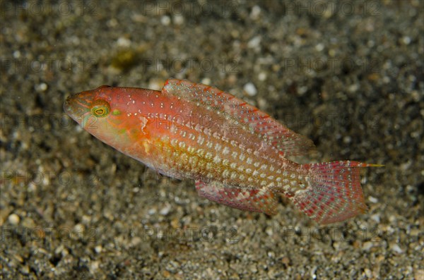 Two-spot Wrasse