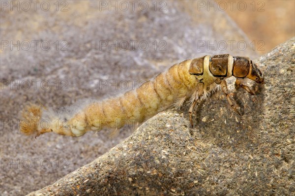 Larva of the marble sedge cassowary fly