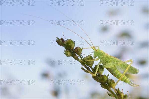 Oak Bush-cricket