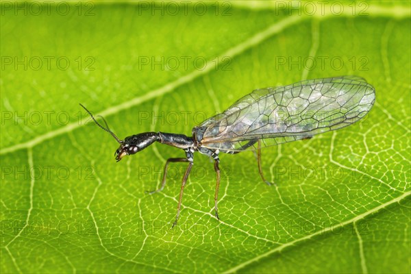 Snakefly