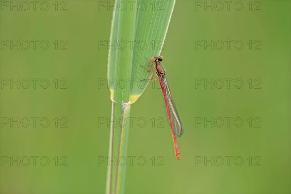 Scarlet damselfly