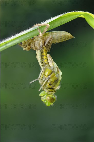 Broad-bodied chaser