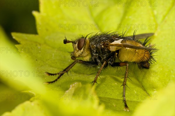 Tachinid fly