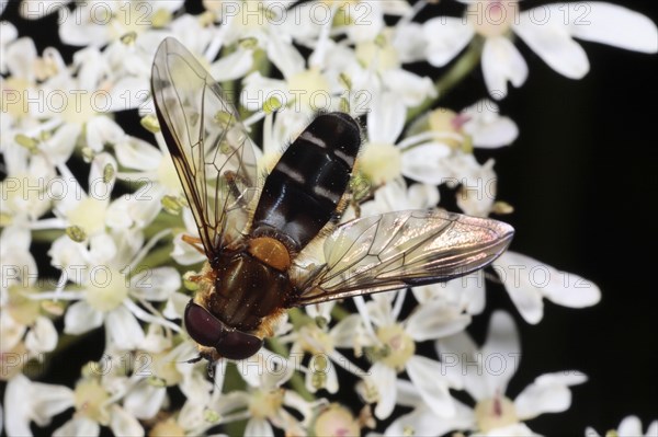 Hoverfly