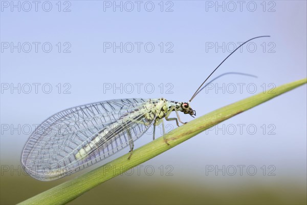 Green Lacewing