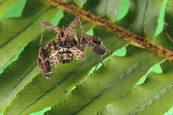 African fringe jumping spider