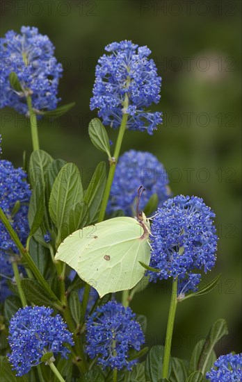 Brimstone