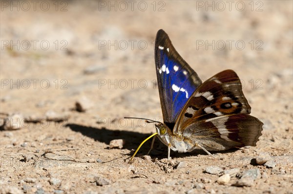 Purple Emperor