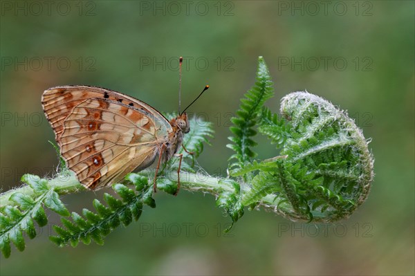 High Brown Fritillary