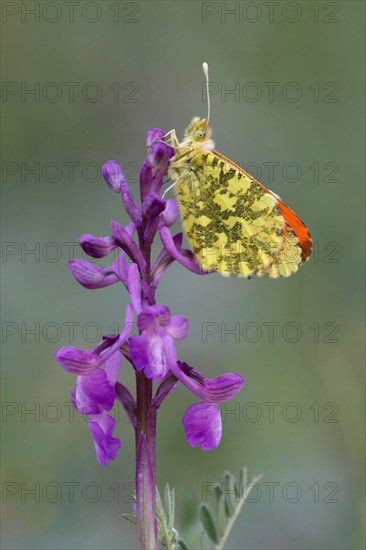 Eastern eastern orange tip