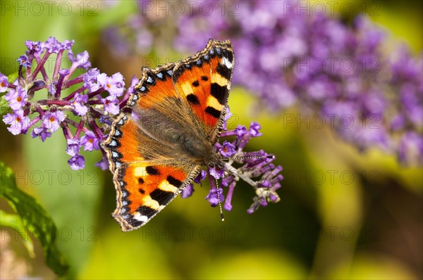 Small Tortoiseshell