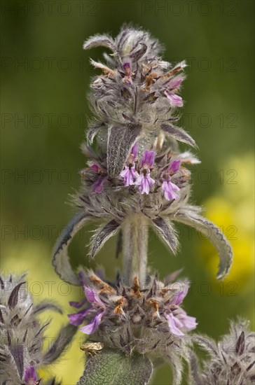 Downy Woundwort