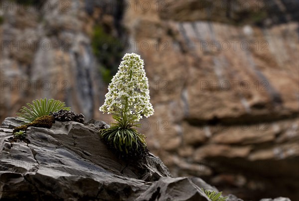 Pyrenean Saxifrage