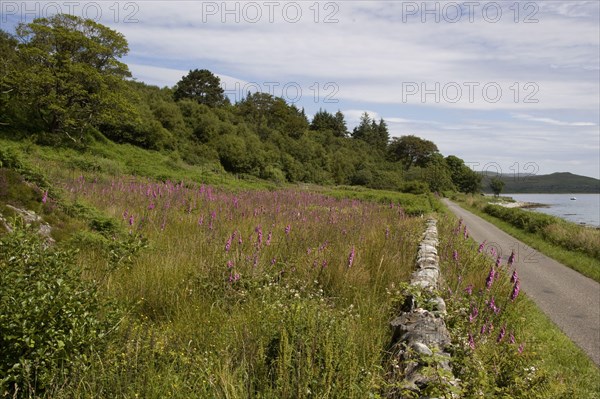 Field of Foxgloves on the Isle of Jura